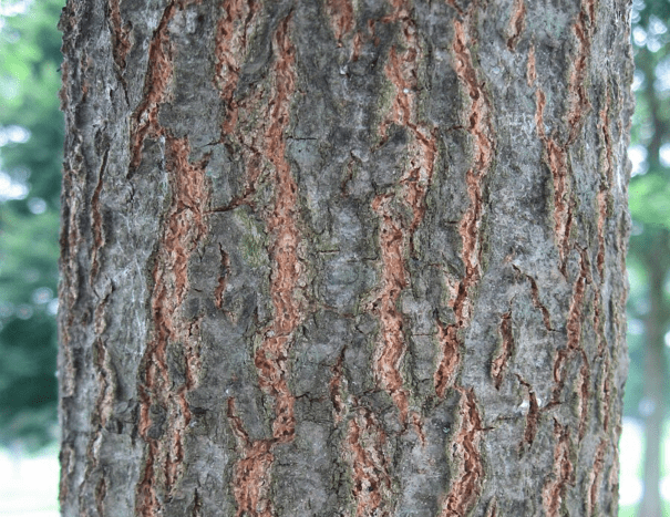 Common Types Of Oak Trees With Bark Photos For Identification Owlcation Education Common Types Of Oak Trees With Bark Photos For Identification Owlcation Education