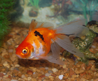 Goldfish Varieties A Brief Look At Some Of The Many Types Pethelpful By Fellow Animal Lovers And Experts