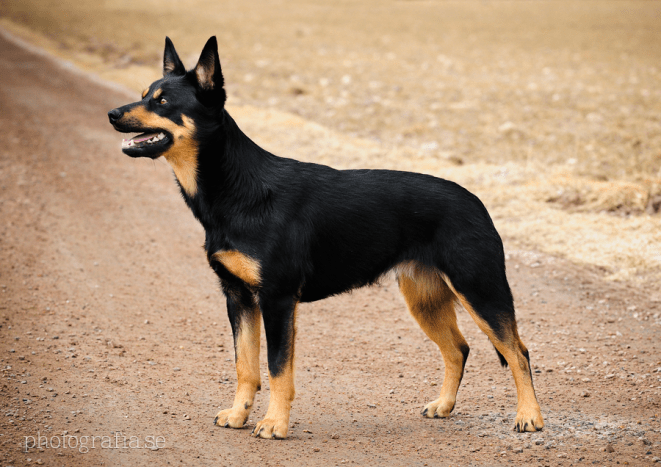 black and tan cattle dog