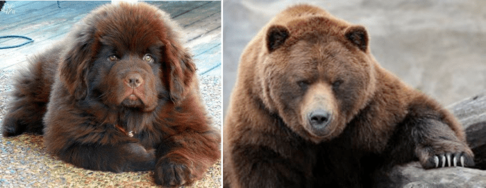 dog that looks like a grizzly bear