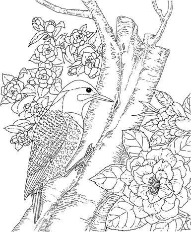 backyard animals and nature coloring books free coloring