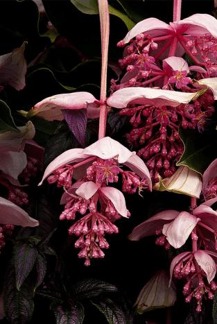 ground orchid plants Ground Orchid G10 Flowering Plant main image 0