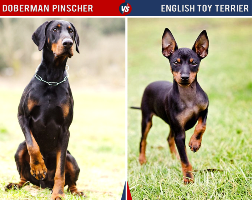 11 Dogs That Look Like Doberman - HubPages