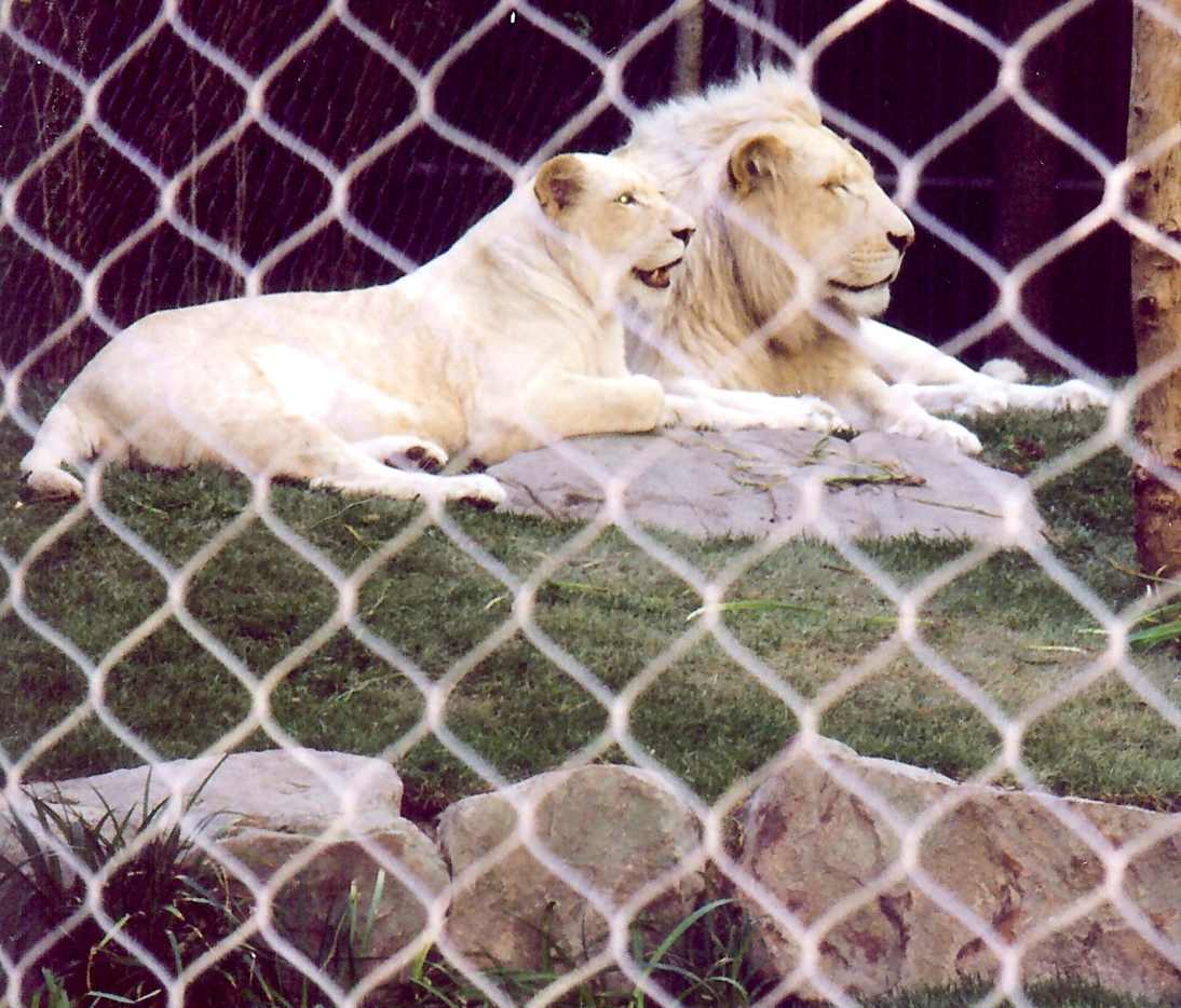 Secret Garden With White Lions and Tigers at Las Vegas's Mirage Hotel