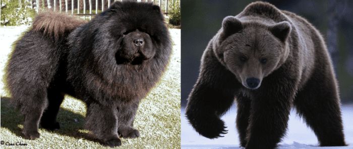 Fuzzy dogs that look best sale like bears