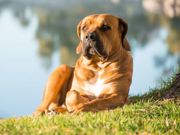 English Cocker Spaniel: The Ultimate Guide - PetHelpful