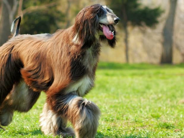 A Guide to Owning an Australian Shepherd - PetHelpful