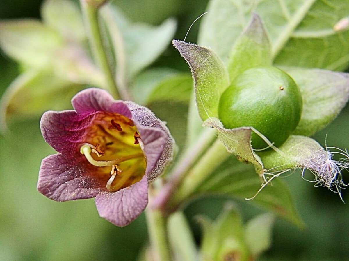 Belladonna Or Deadly Nightshade Dangers And Atropine Facts Owlcation