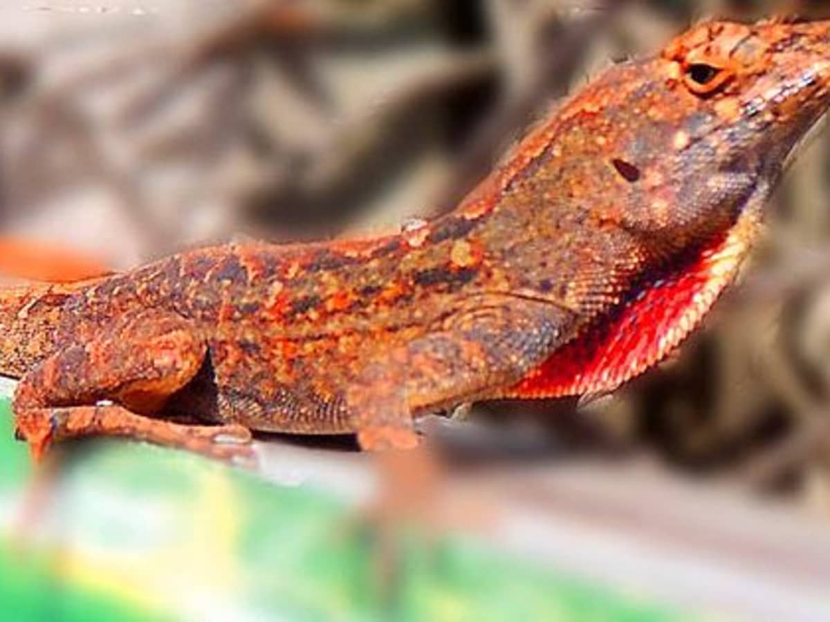 No Bull: Lizards Flee When They See Red