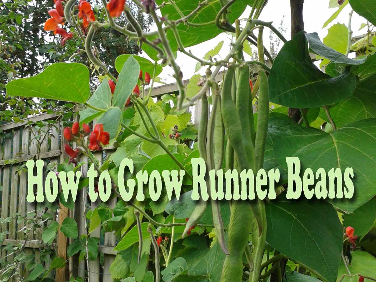 Why Are The Flowers Falling Off My Runner Beans Best Flower Site