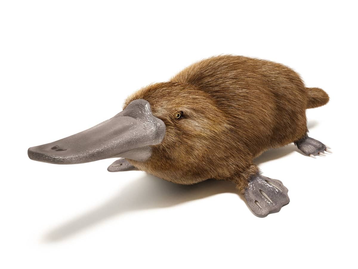 platypus evolution secret achievements