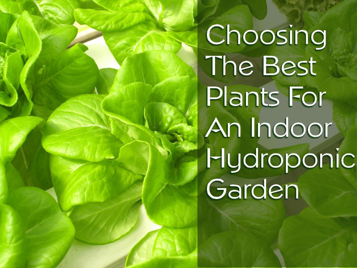Best Hydroponic Garden Systems