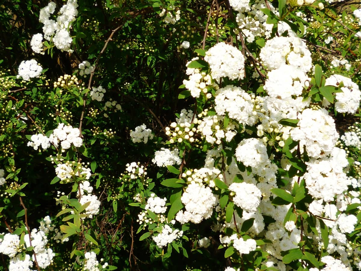 The Flowering Bridal Wreath Or Spirea Bush In Garden Landscaping Dengarden