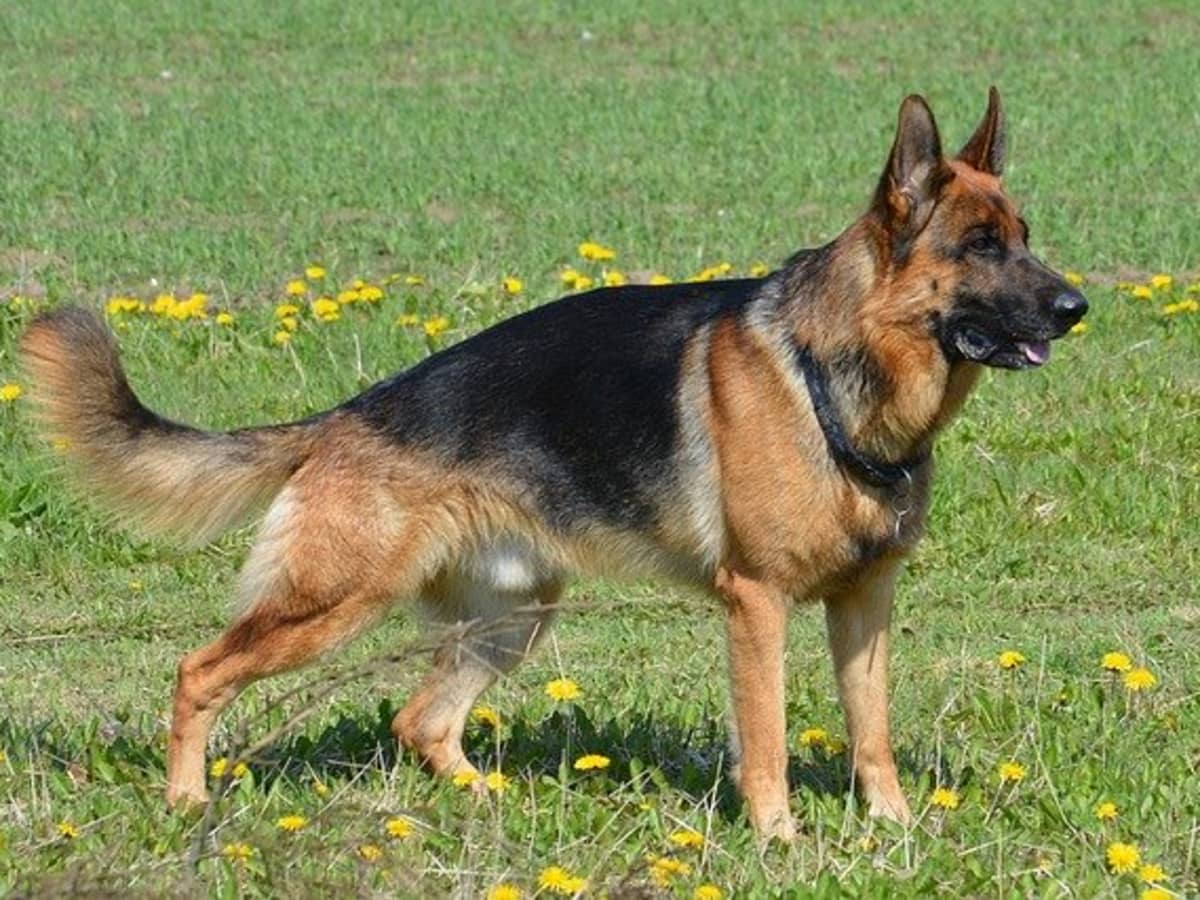 The West German Shepherd Dog - PetHelpful