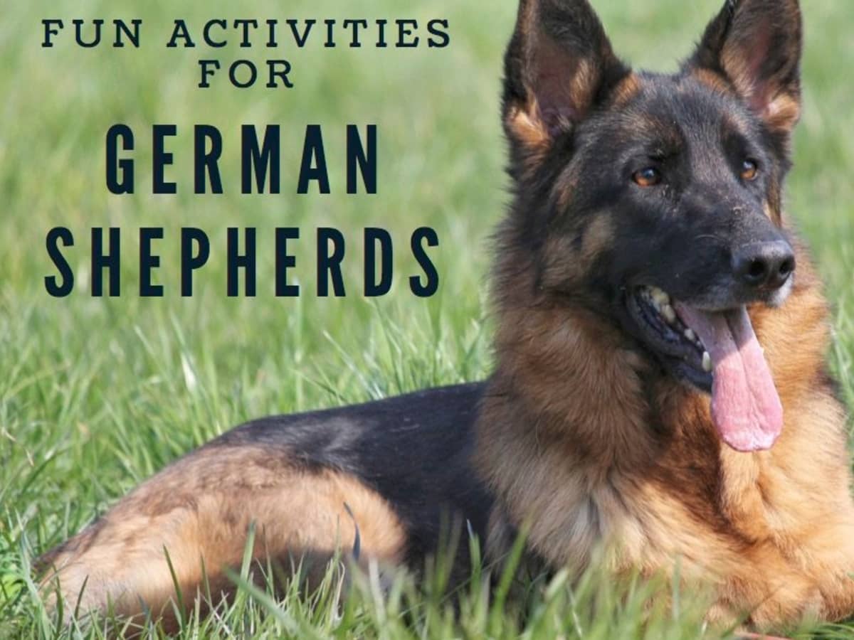 how do i walk to german shepherd dogs