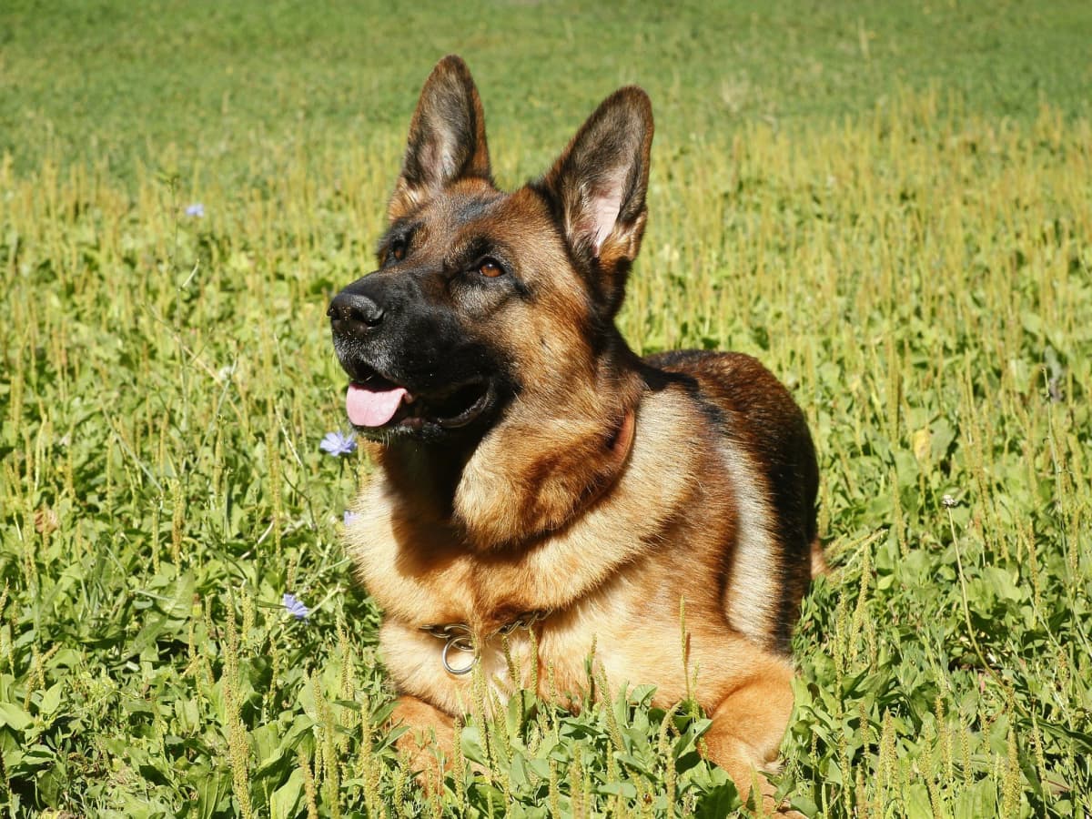 breed history where did german shepherds come from