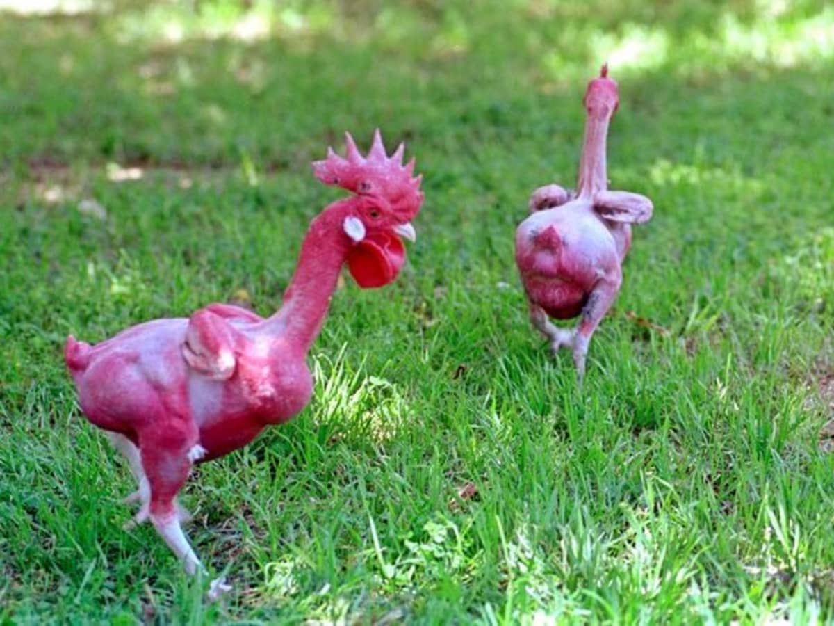 Advantages and Disadvantages of Featherless (Naked) Chickens - Owlcation