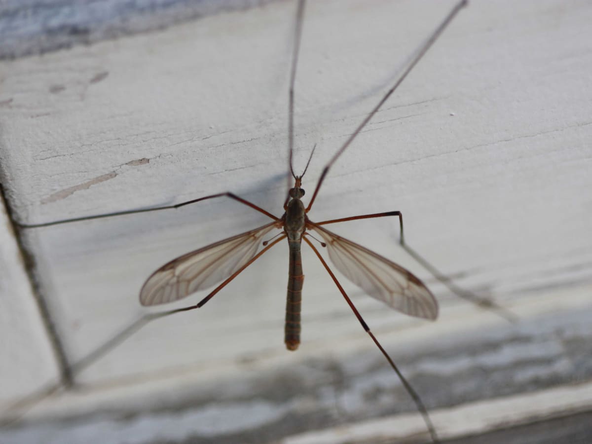 Crane Flies: Harmless Bugs With a Bad Rap - Dengarden