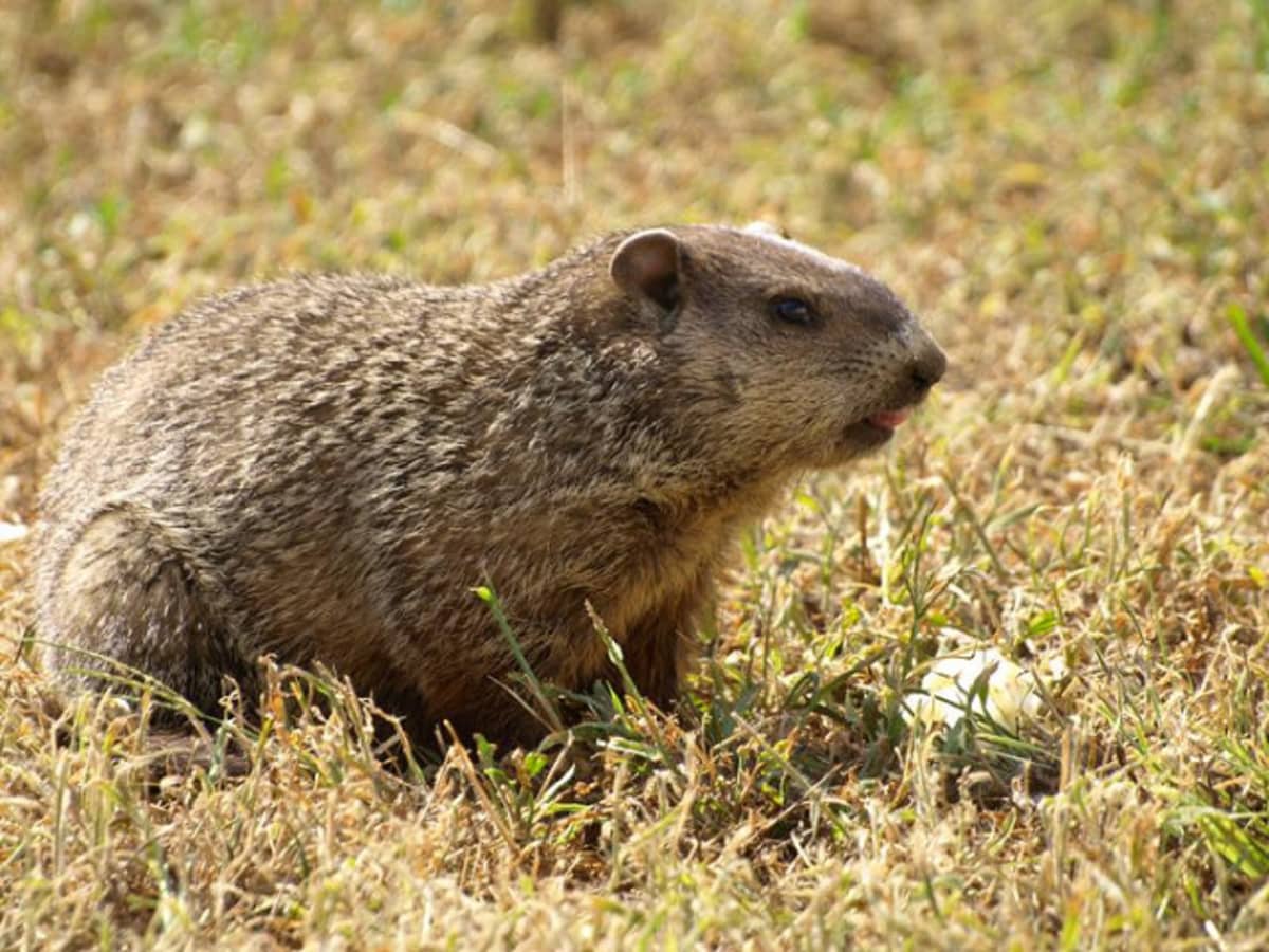 How to Get Rid of a Groundhog - Dengarden