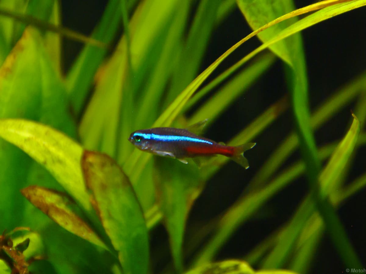 Neon Tetra and Goldfish - Can They Live Together? 