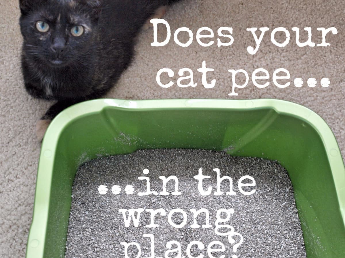 What Smells Like Cat Pee But Isn'T? 