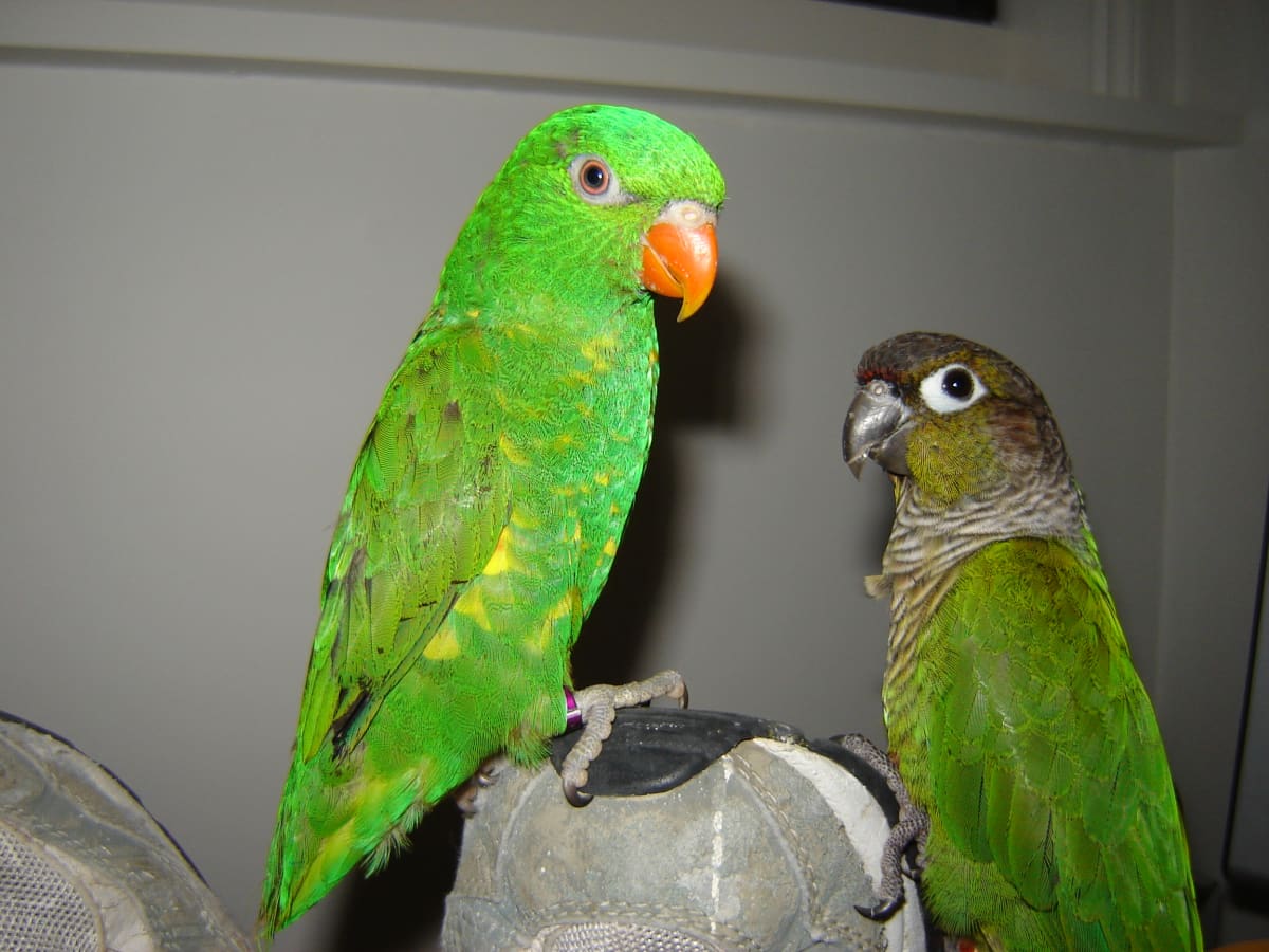 lorikeet eggs for sale