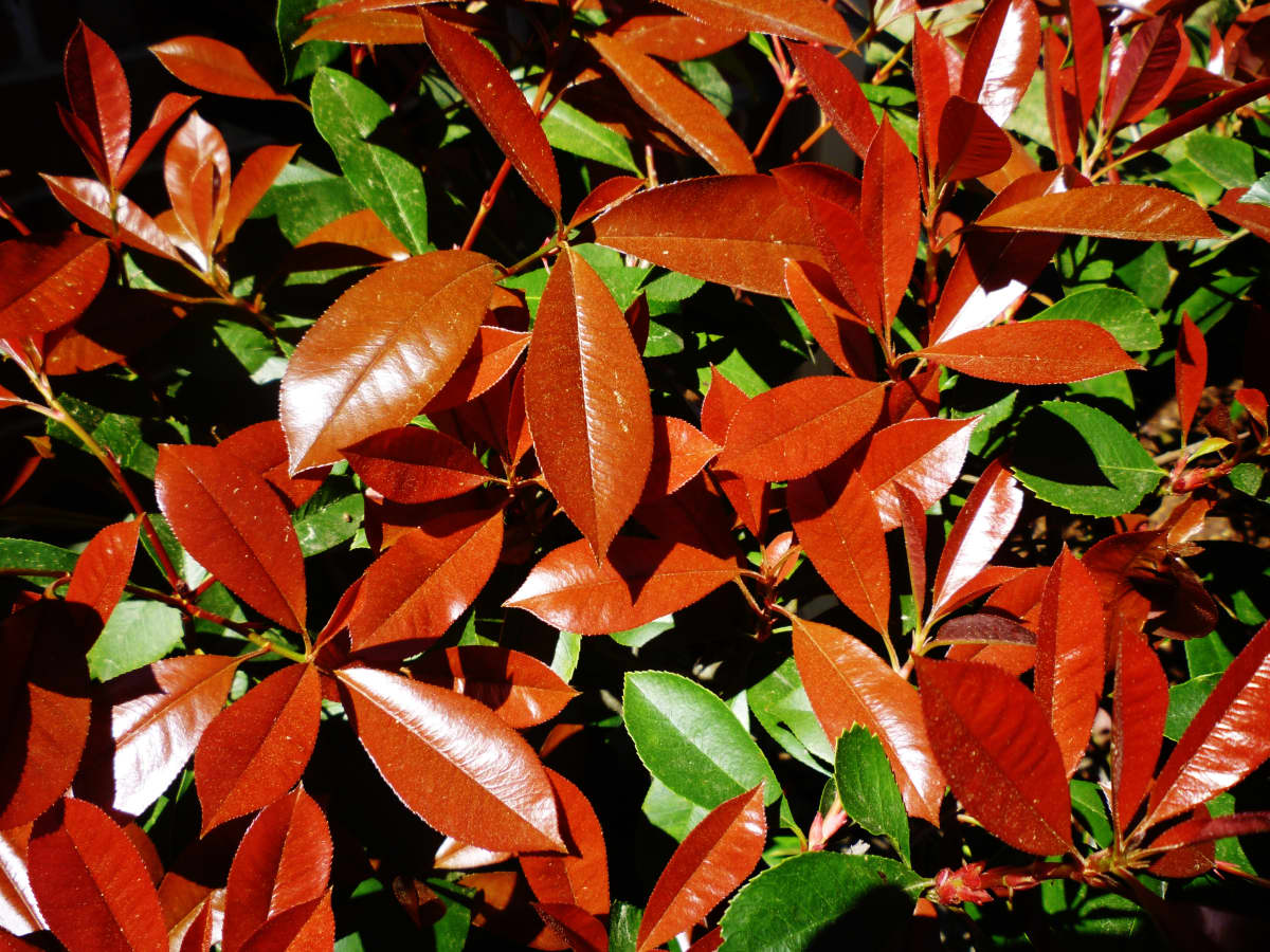 se tv Kabelbane frugtbart Is It a Good Idea to Use Red Tip Photinia Shrubs for Landscaping in Texas?  - Dengarden