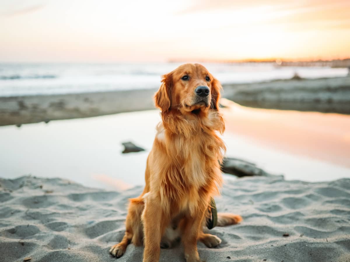 Things You Should Know About Owning a Golden Retriever - PetHelpful