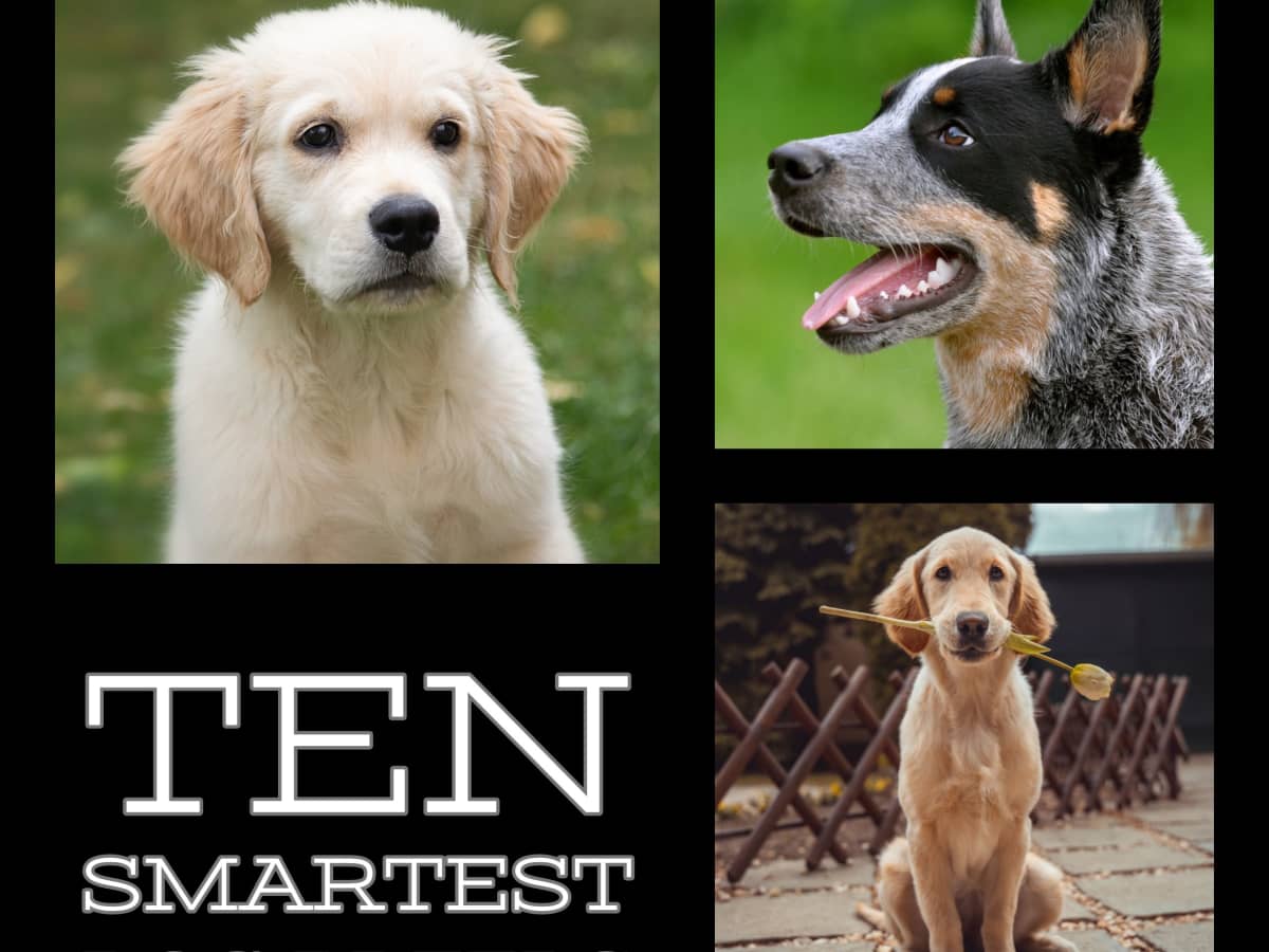 The Top 10 Smartest Dog Breeds - PetHelpful