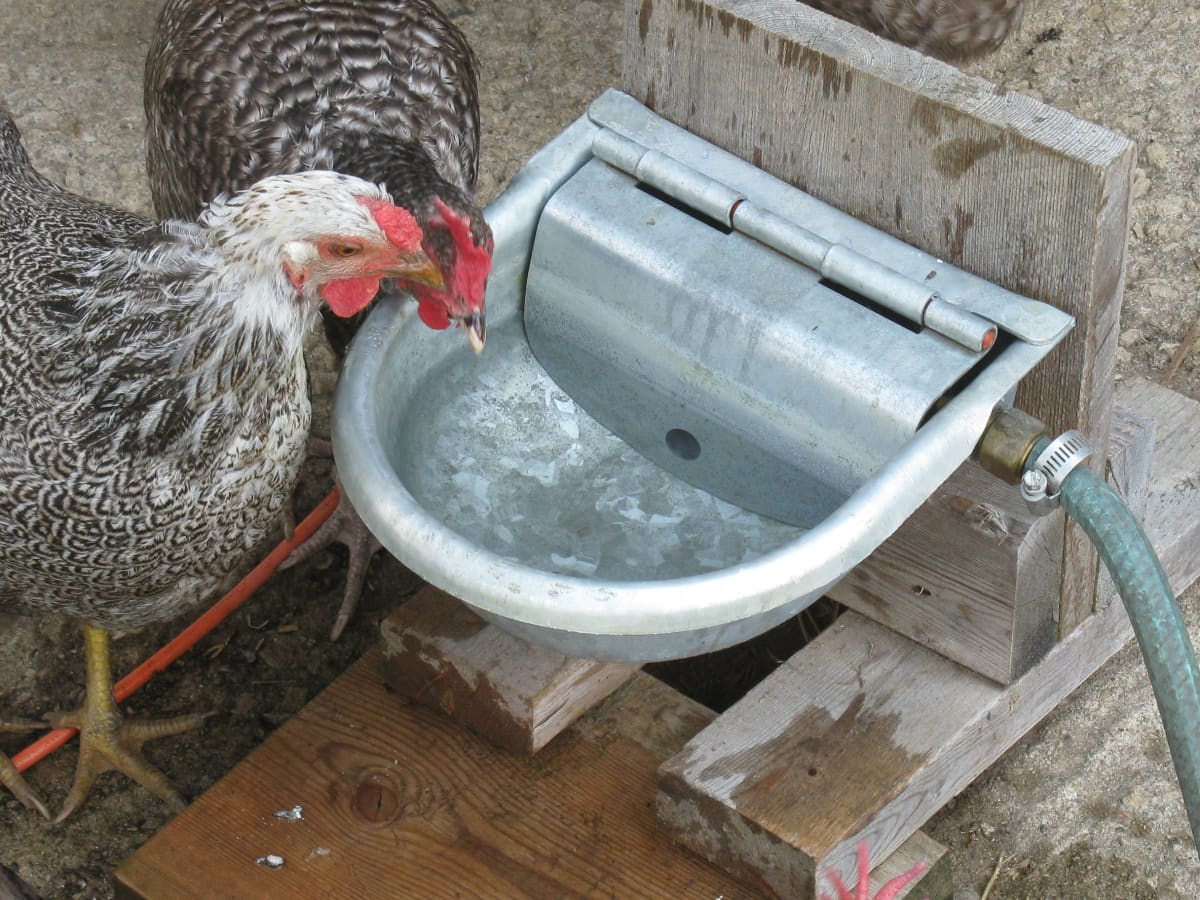 Save Your Back and Your Money: Make an Automatic Waterer for Your