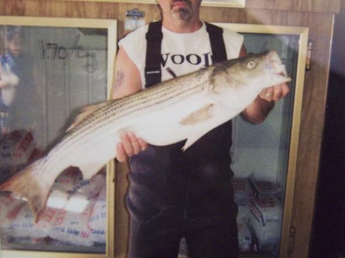 How to Catch a Striper (Striped Bass) - HubPages
