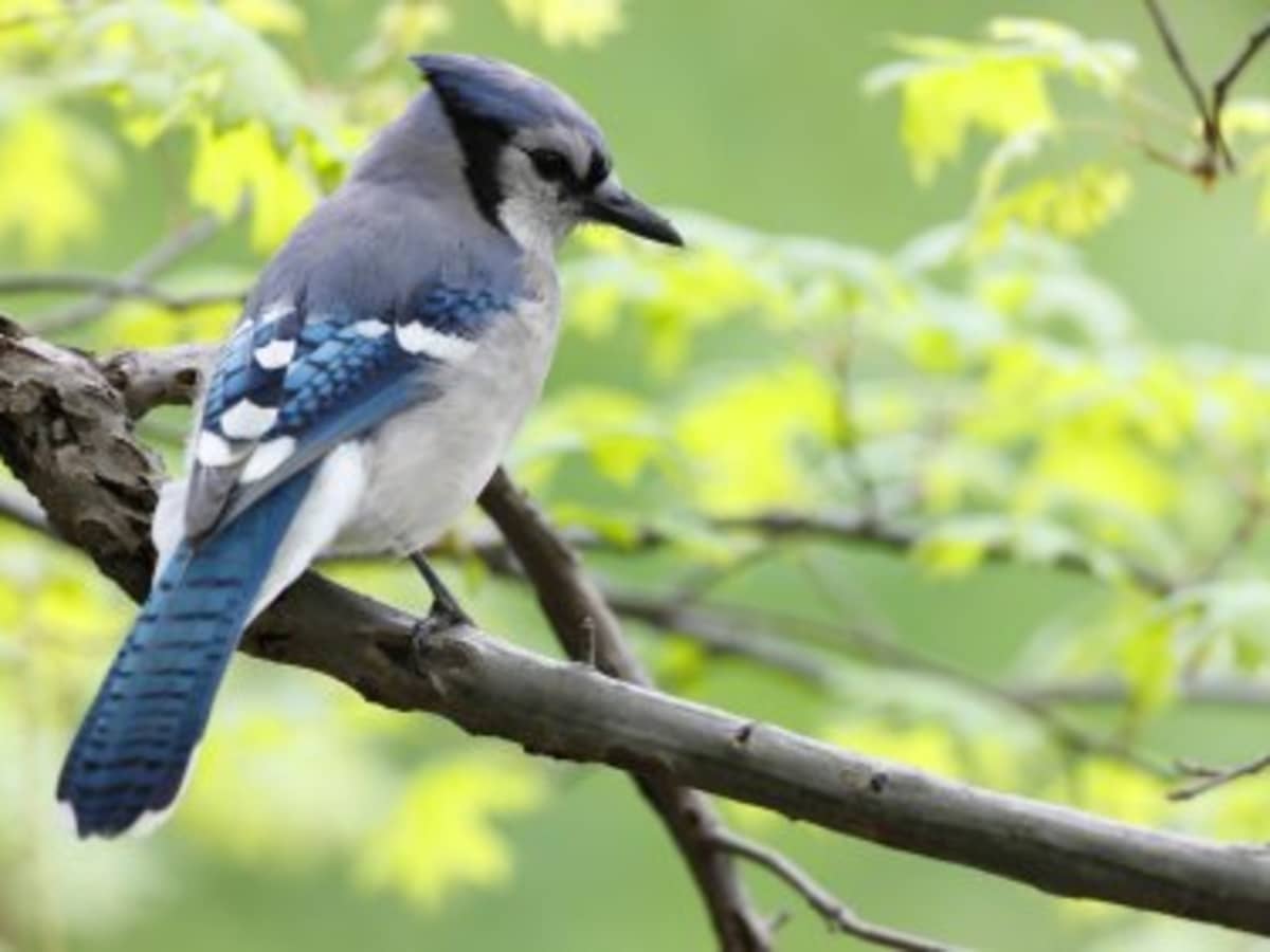 Meet the blue jay, the intelligent rascal of the bird world