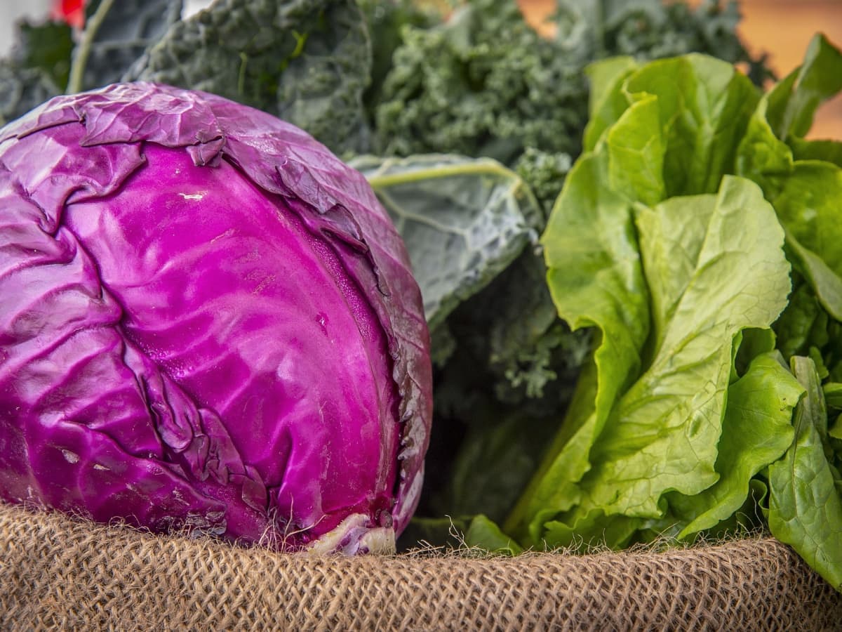 dårlig leninismen Svarende til Red Cabbage Health Benefits, Anthocyanins, and Indicator Fun - CalorieBee