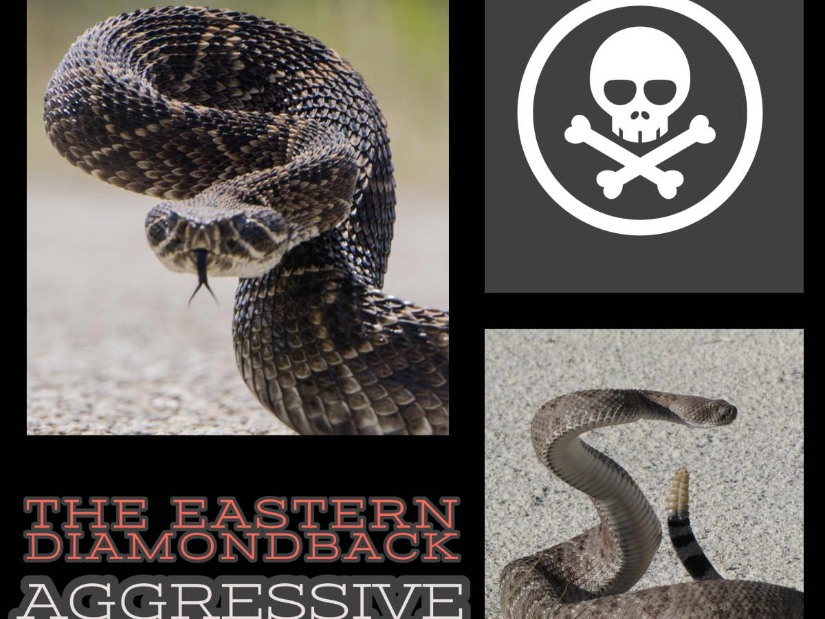 Are Rattlesnakes Aggressive