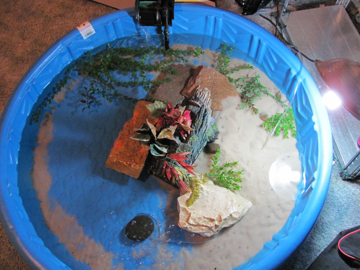 How to Set Up an Indoor Turtle Pool - PetHelpful