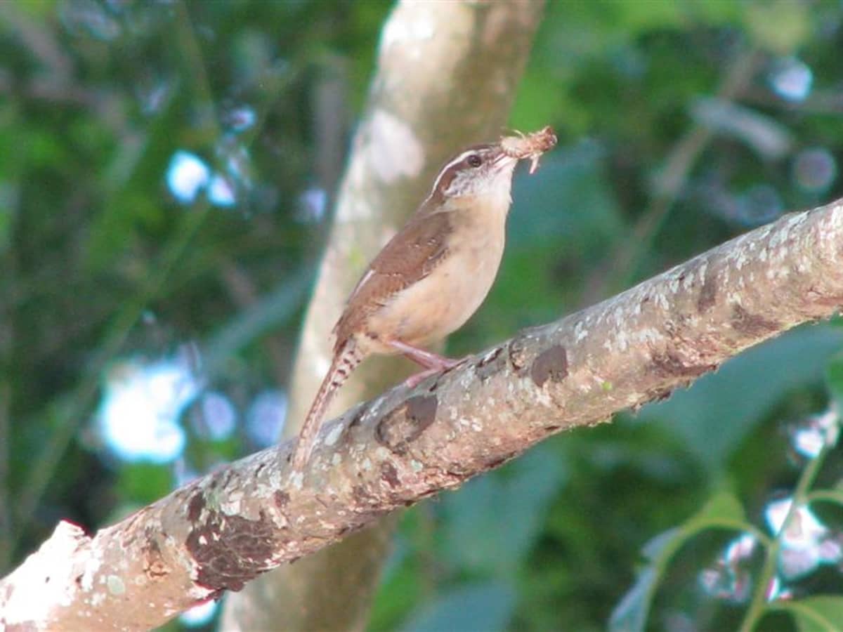 What to Do If You Find a Baby Bird on the Ground - PetHelpful