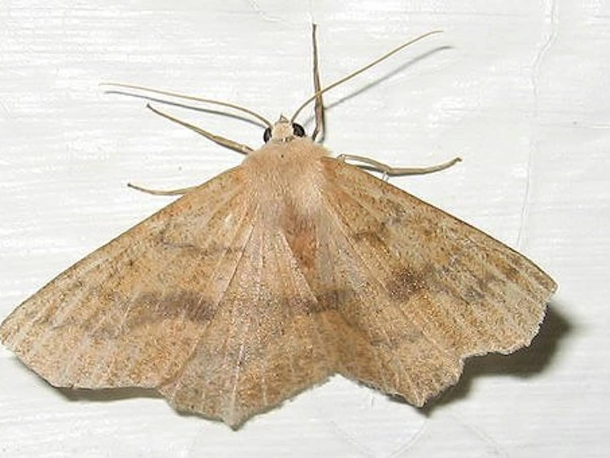 Pantry Moths In Your Kitchen Cupboards
