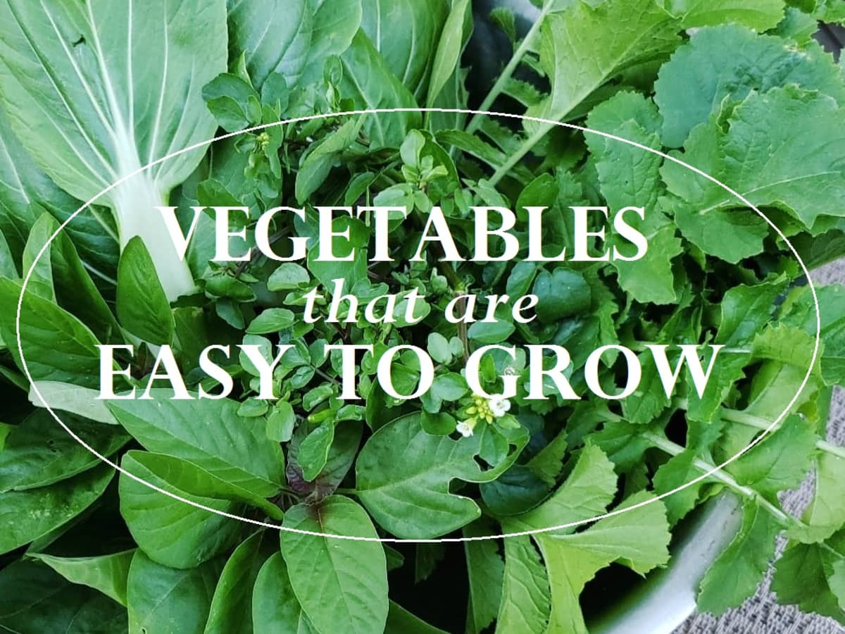 100PCs Spinach Seeds Rich Anthocyanin Fresh Green Vegetable DIY Home Gardening