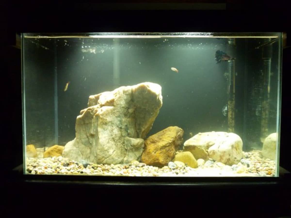 Stop Wasting Money on Aquarium Rocks! Cheapest Way to Buy Rocks for Your Fish  Tank 