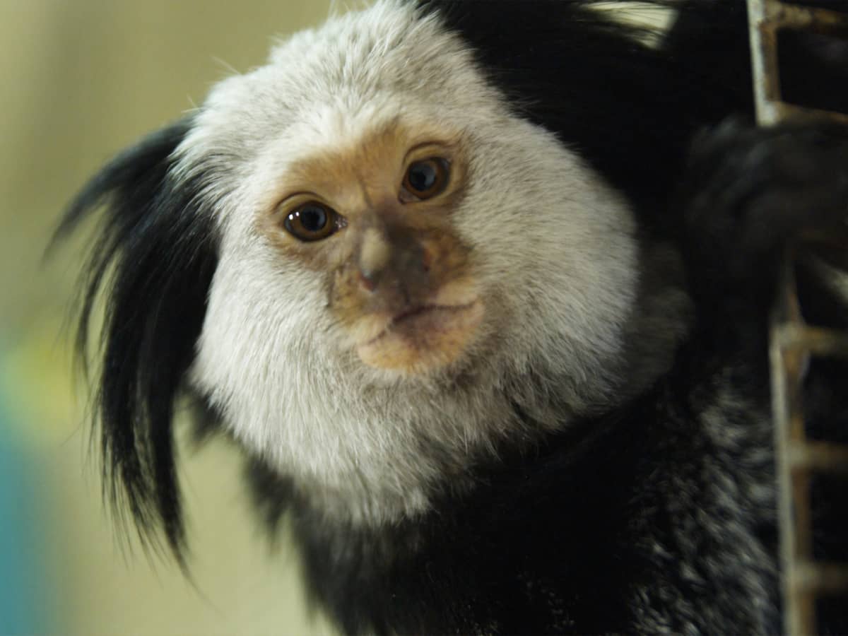 Why Monkeys Do Not Make Good Pets - PetHelpful