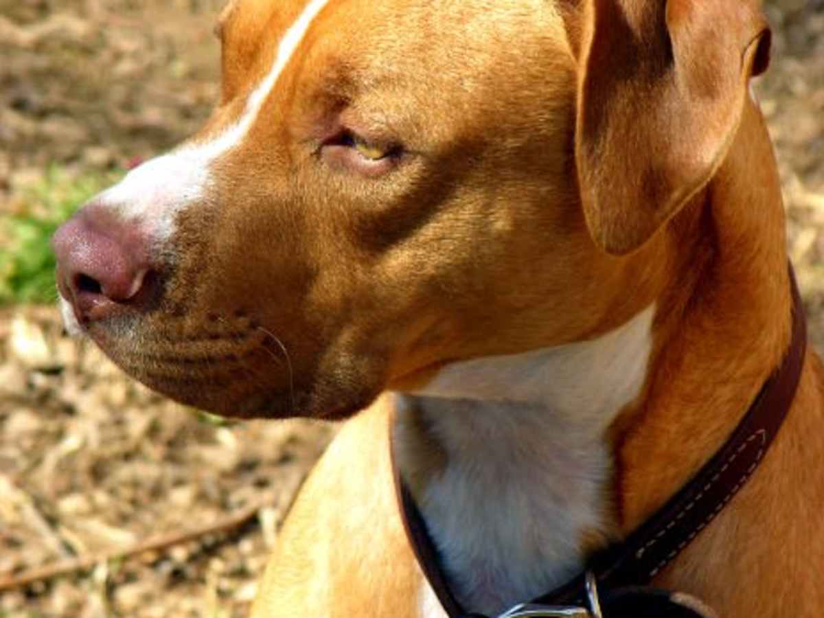 are female pitbulls easier to train