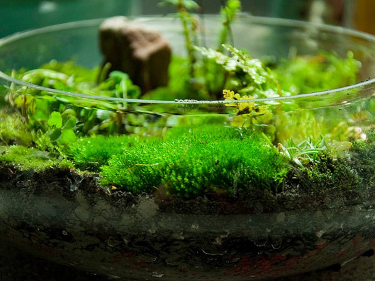 How to Grow and Keep Moss Alive - Dengarden