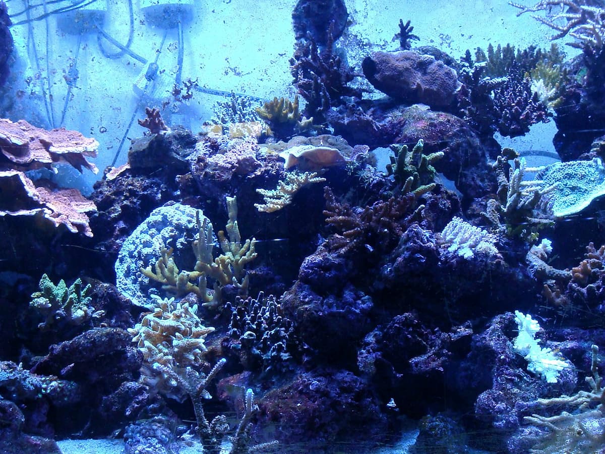 How to Set Up Your Saltwater Fish Tank Aquarium - PetHelpful