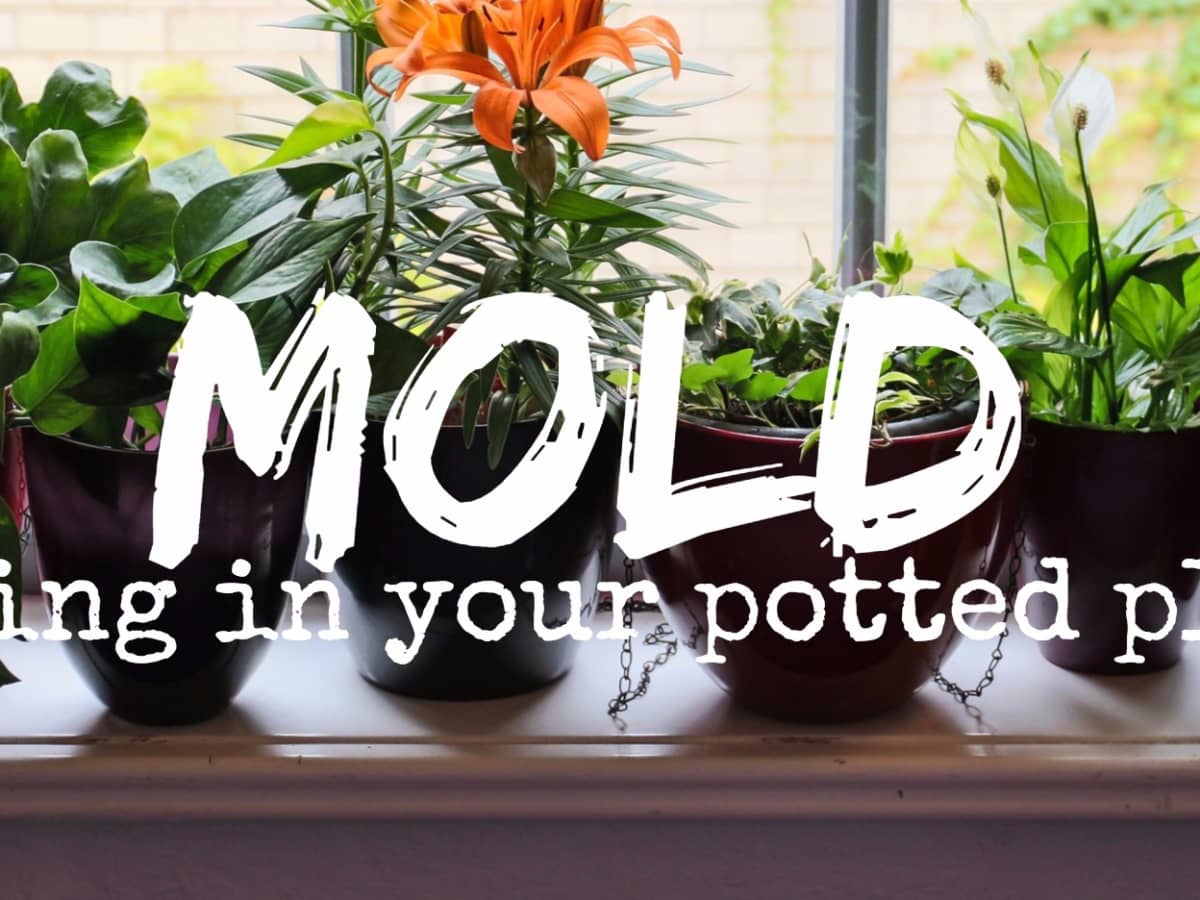 How to Get Rid of Moldy Potting - Dengarden