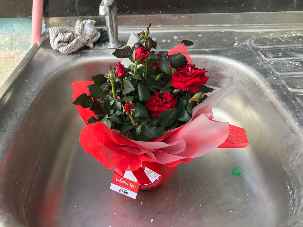 Miniature Rose Bush A Valentine S Day Gift That Keeps Giving Holidappy