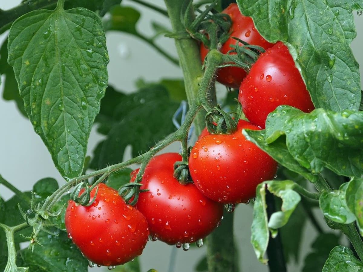 Enhance the Quality of Your Tomatoes with Potassium: Learn How to Get the Optimal Ratio
