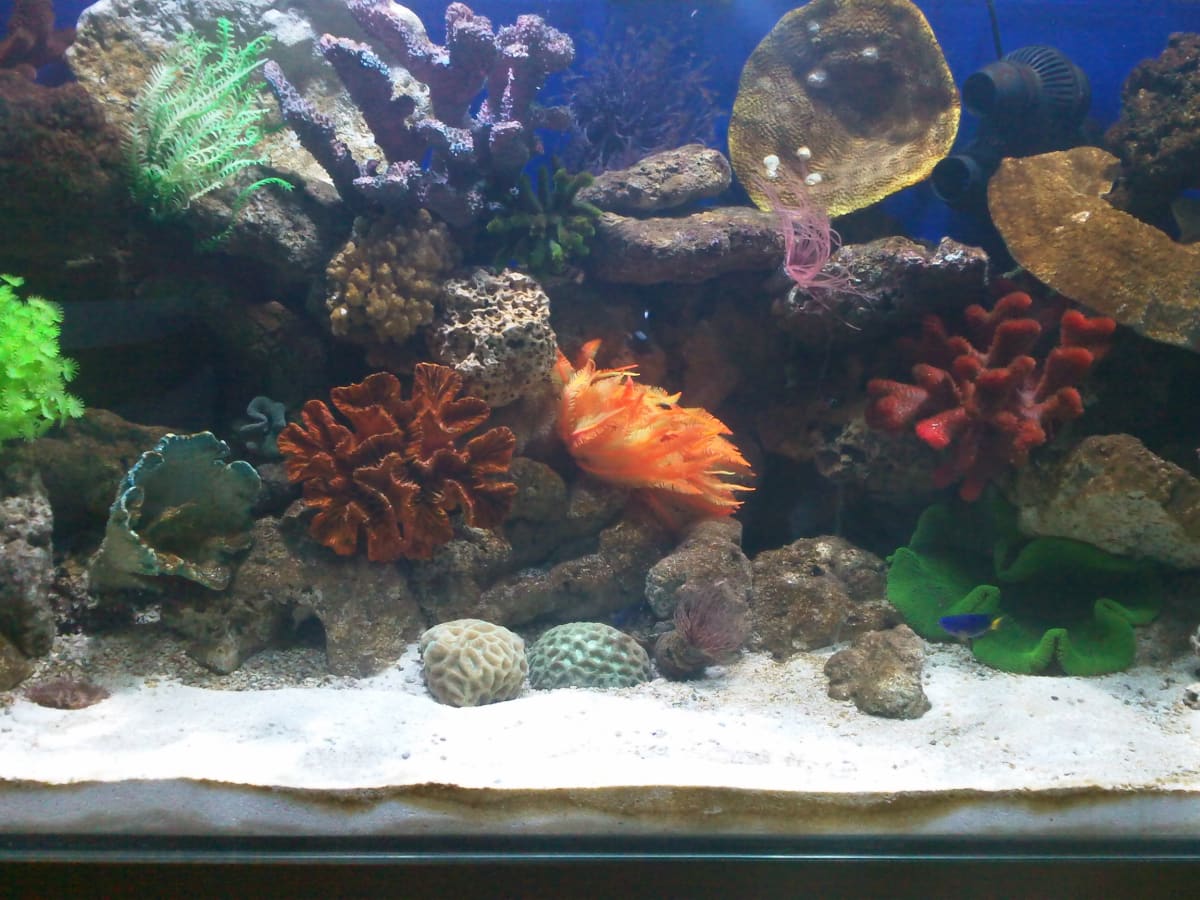 How to Set Up Your First Marine Reef Aquarium - PetHelpful