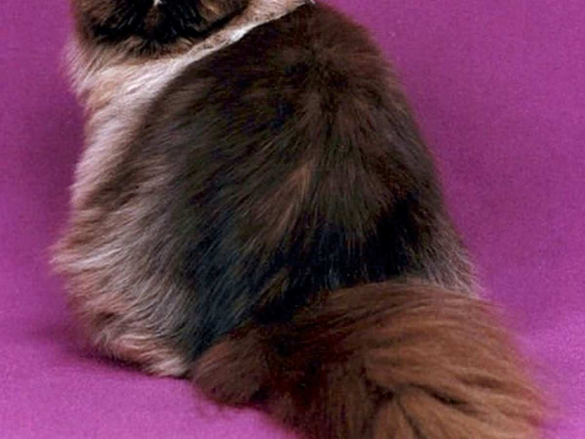 What Are The Five Most Popular Cat Breeds Pethelpful