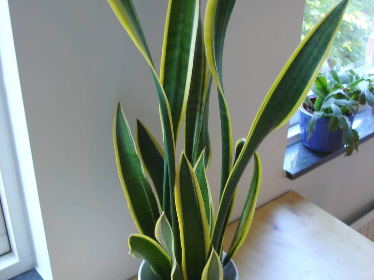 Caring For Sansevieria Aka Snake Plant Dengarden