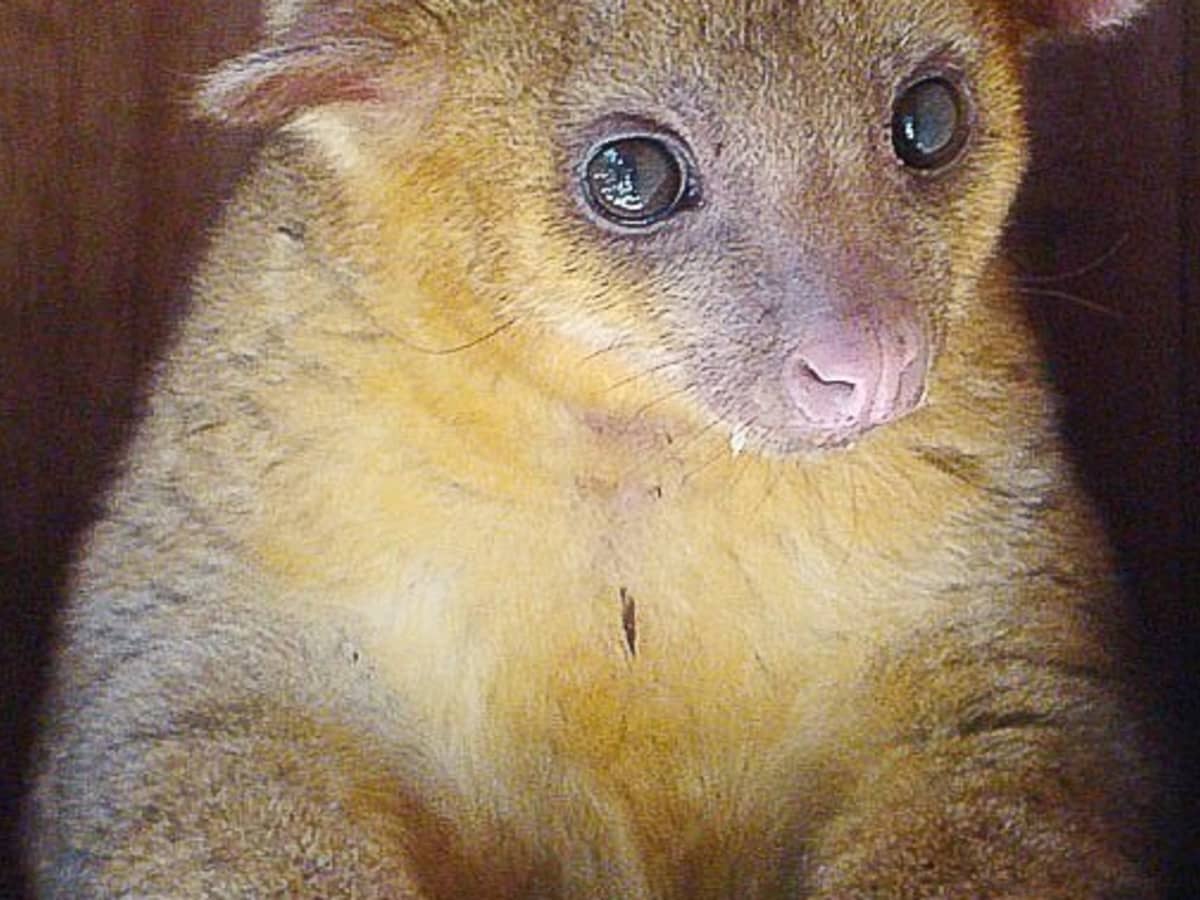 The Kinkajou: A Tropical Rainforest Animal and an Exotic Pet - PetHelpful